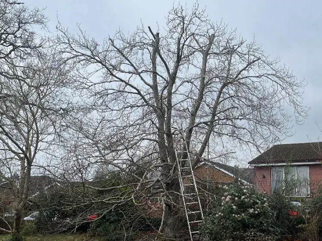 Branch Removal and Tree Topping Service Mayo